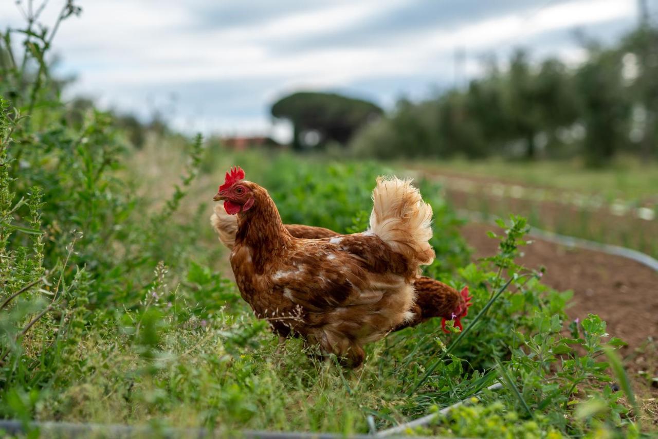 Agriturismo La Banchella Scarlino Bagian luar foto